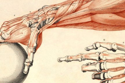 Миниатюра для записи Односуставные и двусуставные мышцы