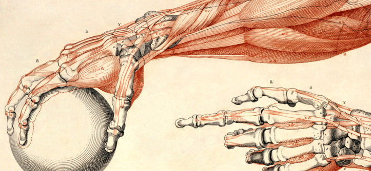 Двусуставные мышцы