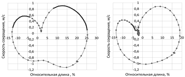 Фазовые траектории прямой мышцы бедра при беге на 800 м с соревновательной скоростью (слева) и при беге со скоростью 4.5 м/с