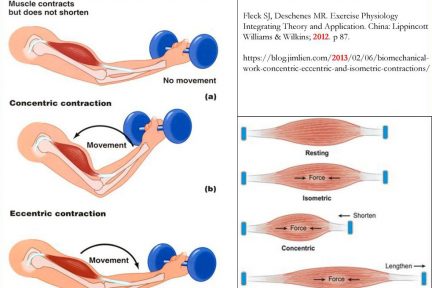 Миниатюра для записи Режим работы мышц (режимы сокращения мышц)