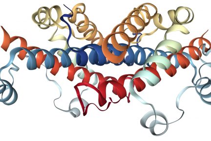 Миниатюра для записи Секреция гормона роста во время острых и хронических аэробных и силовых упражнений с отягощениями