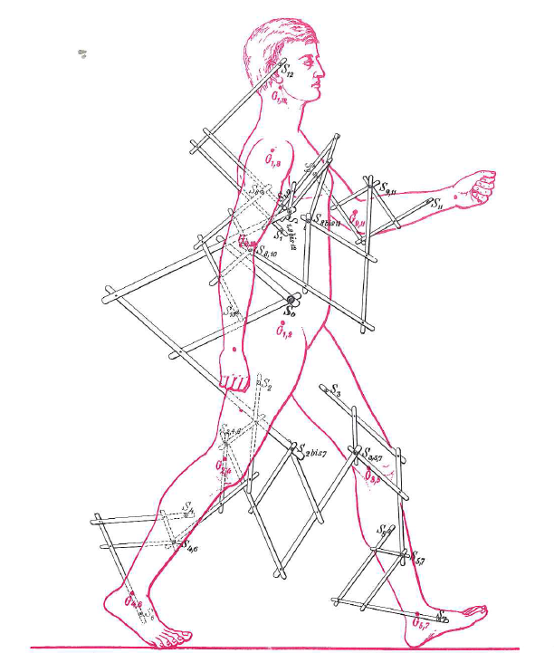 Модель человека, позволяющая определять положение ОЦМ при изменении положения его звеньев (Braune W. Fisher O. 1889)