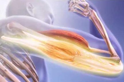 Миниатюра для записи Агонисты, синергисты и антагонисты