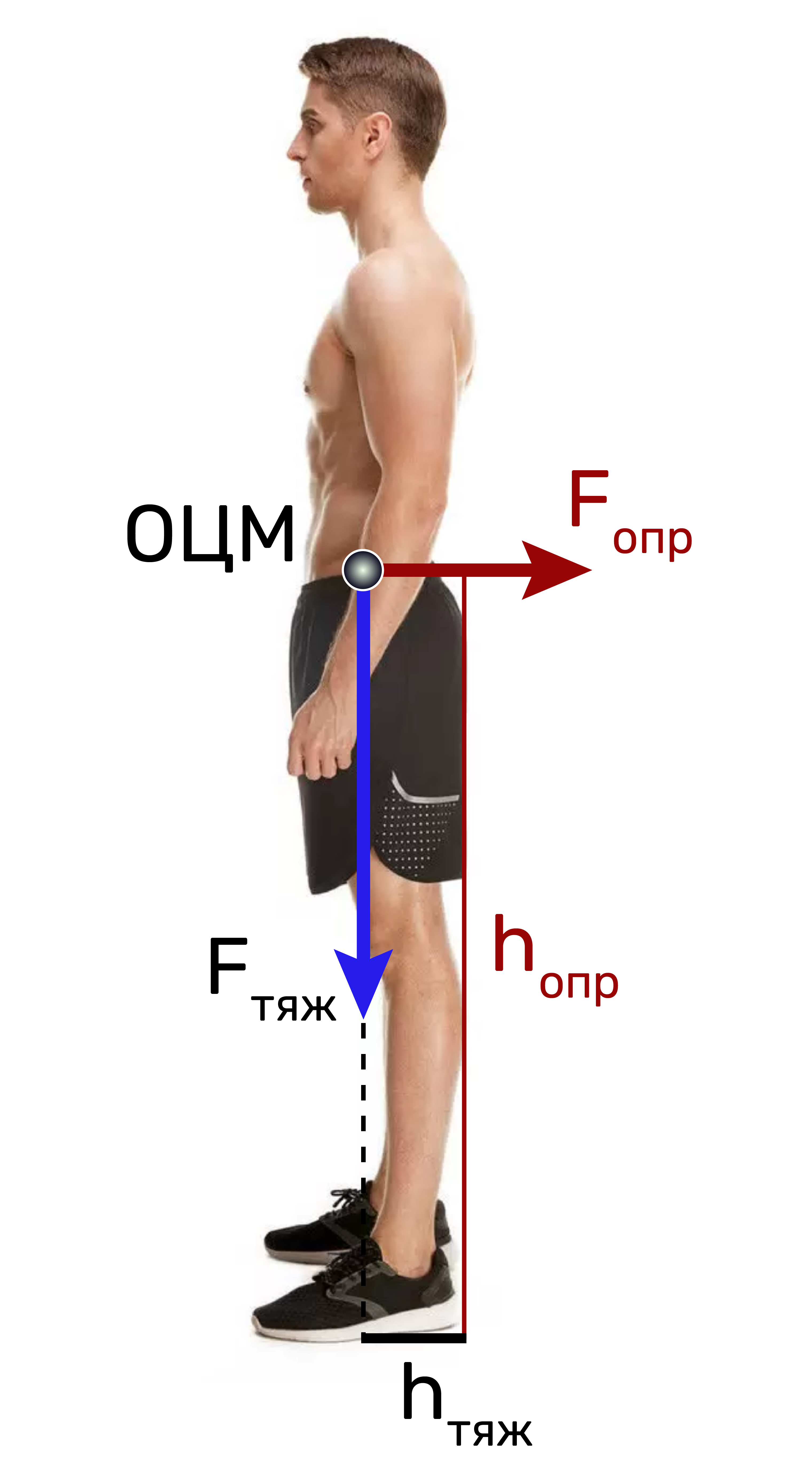 Силы, действующие на тело человека при его прокидывании: Fопр - опрокидывающая сила; hопр - плечо опрокидывающей силы; Fтяж - сила тяжести; hтяж - плечо силы тяжести