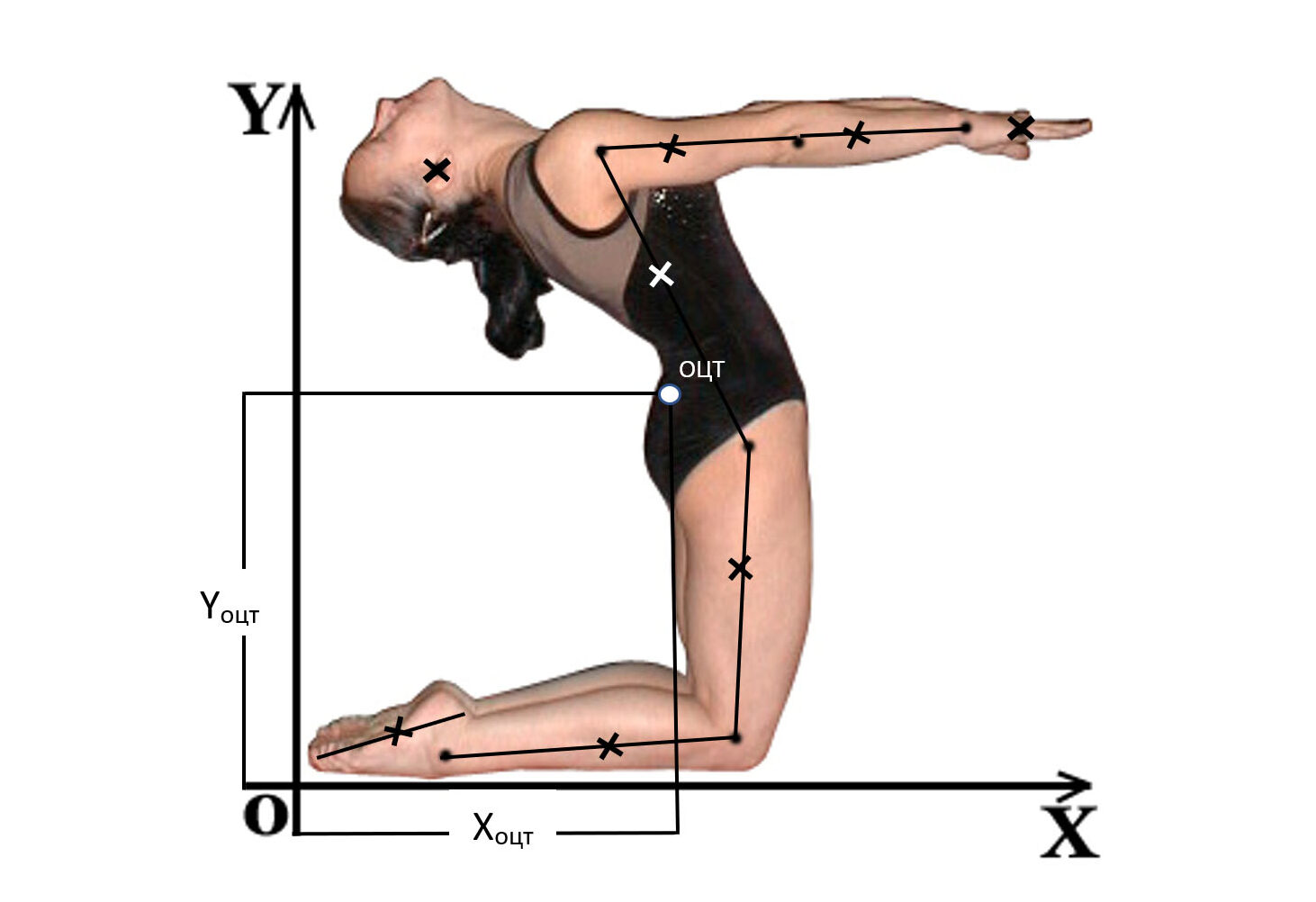 Координаты ОЦТ (ОЦМ) тела человека в статическом положении