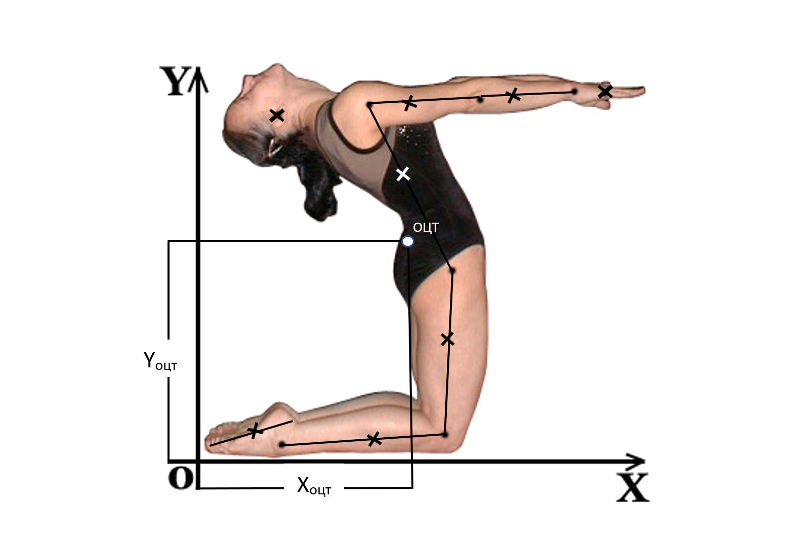 Координаты ОЦТ (ОЦМ) тела человека в статическом положении