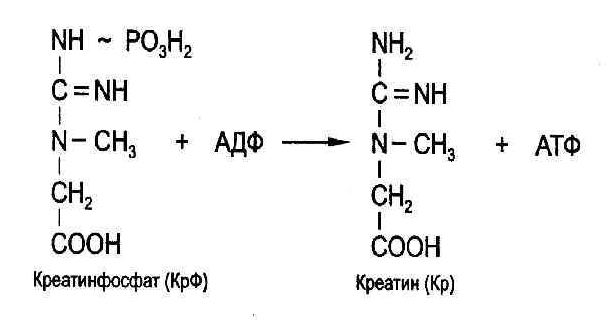 Креатин загрузка схема