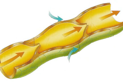 Миниатюра для записи Лимфатические сосуды и тканевая жидкость