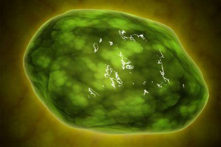 Миниатюра для записи Лизосомы мышечных волокон