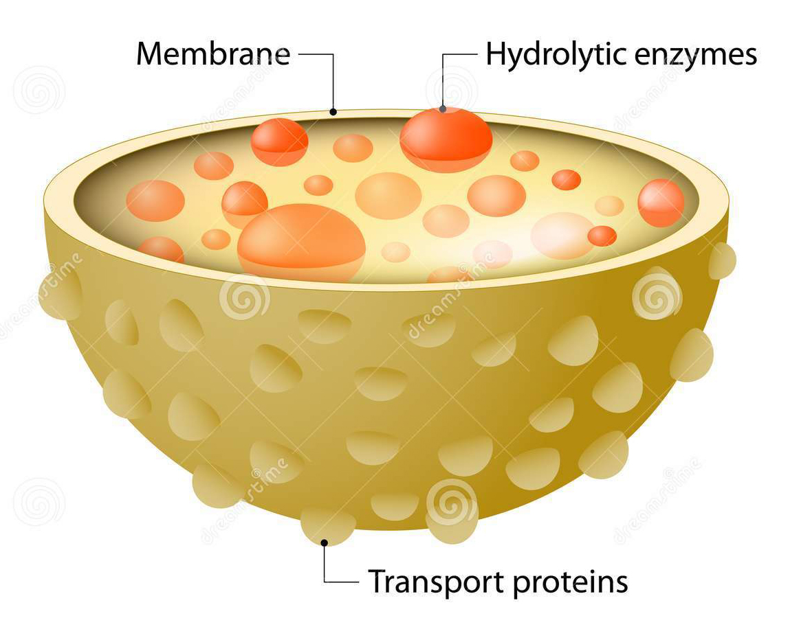 Проникновение белков в лизосому