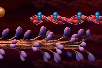 Миниатюра для записи Сокращение скелетных мышц человека