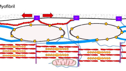 Миниатюра для записи Механотрансдукция в мышечных волокнах