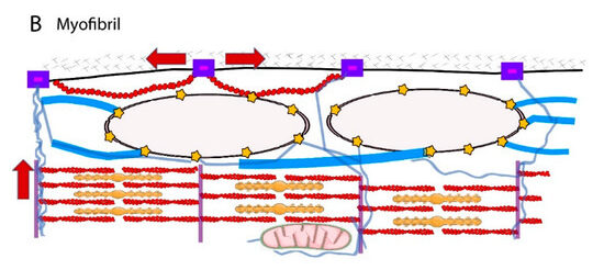 Механизм механотрансдукции в мышечных волокнах