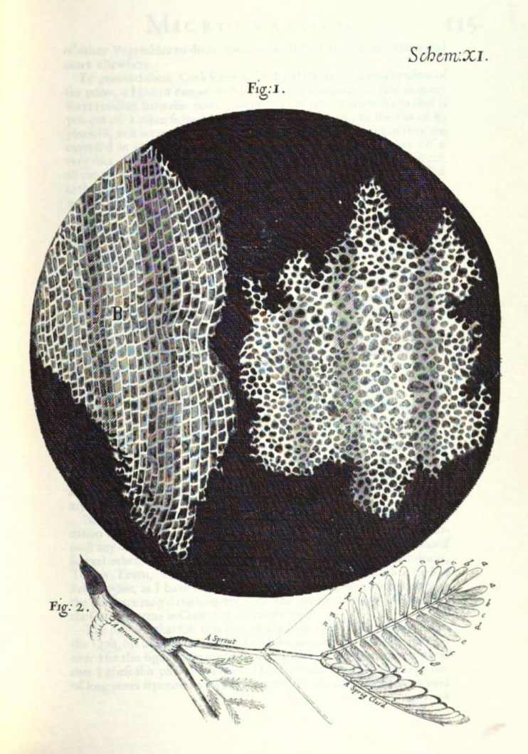Рисунок клеточной структуры пробки и веточки растения (рисунок Роберта Гука из книги Micrographia, 1665 год).  