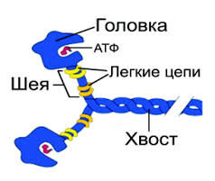 Строение миозина