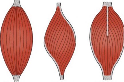 Миниатюра для записи Особенности функционирования перистых мышц
