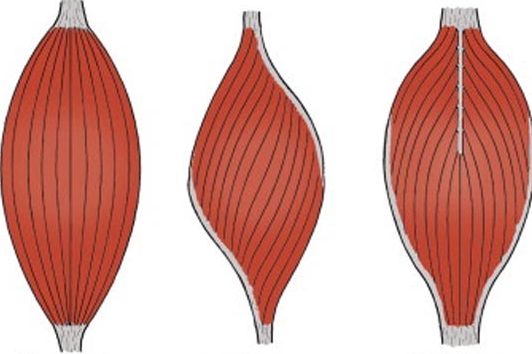 Веретенообразные и перистые мышцы