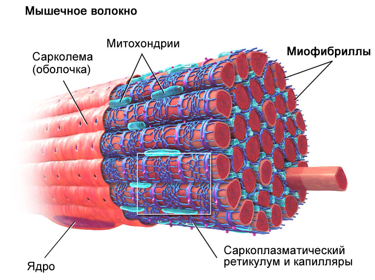 Схема строения мышечного волокна