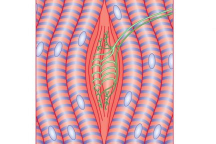Миниатюра для записи Рецепторы скелетной мышцы (мышечные веретена)