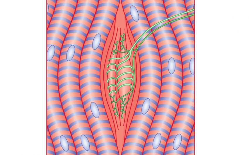 Строение мышечного веретена