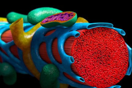 Миниатюра для записи Из чего состоят мышечные волокна?
