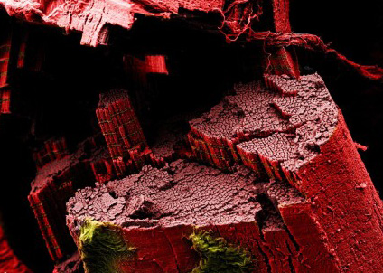 Мышечные волокна