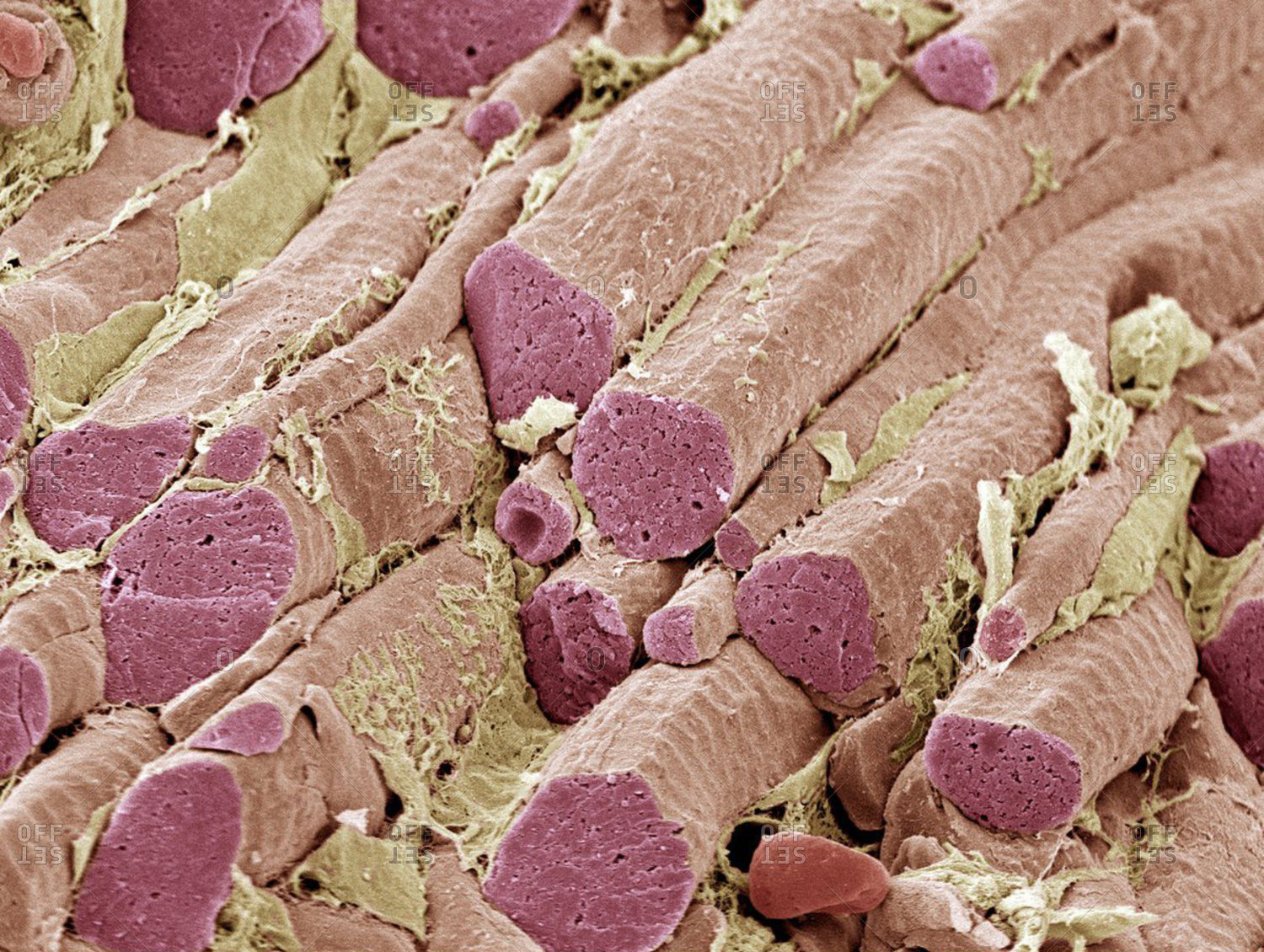 Мышечные волокна скелетной мышцы