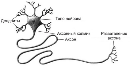 Нейрон