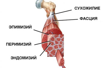 Миниатюра для записи Соединительнотканные оболочки мышцы и мышечных волокон