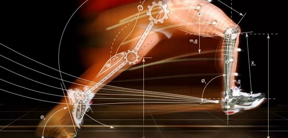 Опорно-двигательный аппарат (ОДА) человека