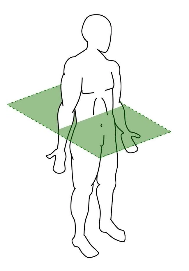 Горизонтальная (трансверсальная) плоскость делит тело человека на две половины: верхнюю и нижнюю 