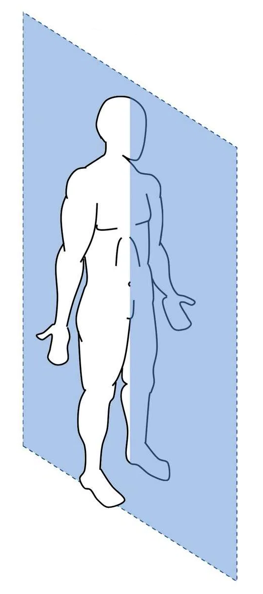 Сагиттальная плоскость проходит посередине тела и делит его на правую и левую половины