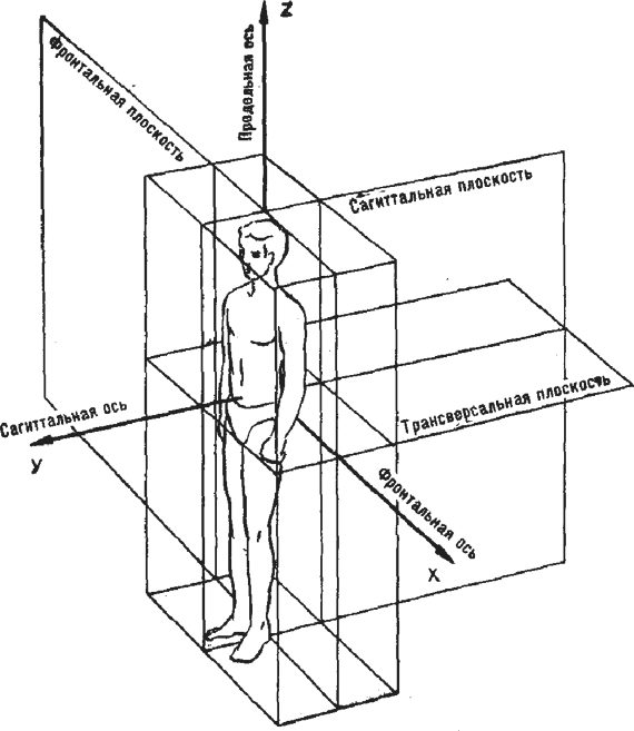 Основные плоскости и оси движений человека, используемые в биомеханике (В.М. Зациорский, А.С. Аруин, В.Н. Селуянов, 1981)