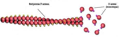 Полимеризация актина