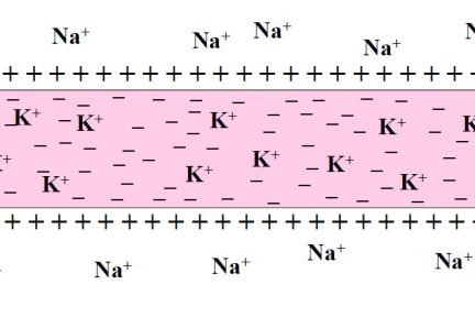 Миниатюра для записи Потенциал покоя мембраны мышечного волокна и потенциал действия