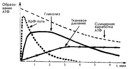 Атф в мышцах что это такое. posledovatelnost vkljuchenija putej resinteza atf pri myshechnoj rabote. Атф в мышцах что это такое фото. Атф в мышцах что это такое-posledovatelnost vkljuchenija putej resinteza atf pri myshechnoj rabote. картинка Атф в мышцах что это такое. картинка posledovatelnost vkljuchenija putej resinteza atf pri myshechnoj rabote.