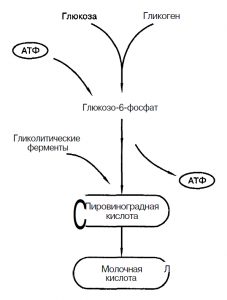 Общая схема гликолиза