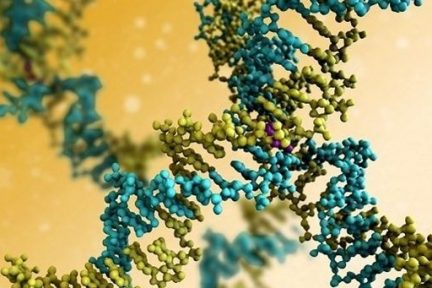 Миниатюра для записи Белки (протеины, полипептиды)