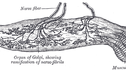 Миниатюра для записи Рецепторы скелетной мышцы (рецепторы Гольджи)