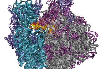 Миниатюра для записи Рибосомы мышечного волокна
