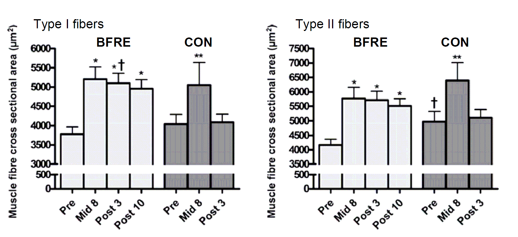 Площадь поперечного сечения мышечных волокон разного типа