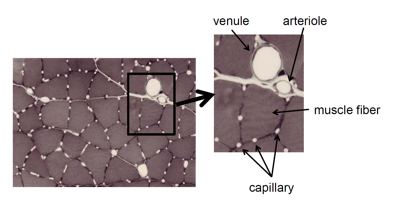 Микрофотоснимок кровеносных капилляров в скелетной мышце