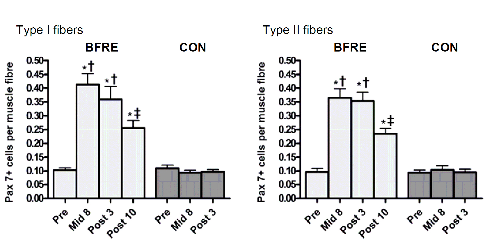 Количество клеток-сателлитов после силовой тренировки
