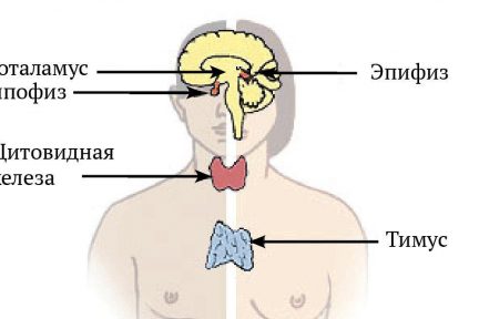 Миниатюра для записи Эндокринная система человека