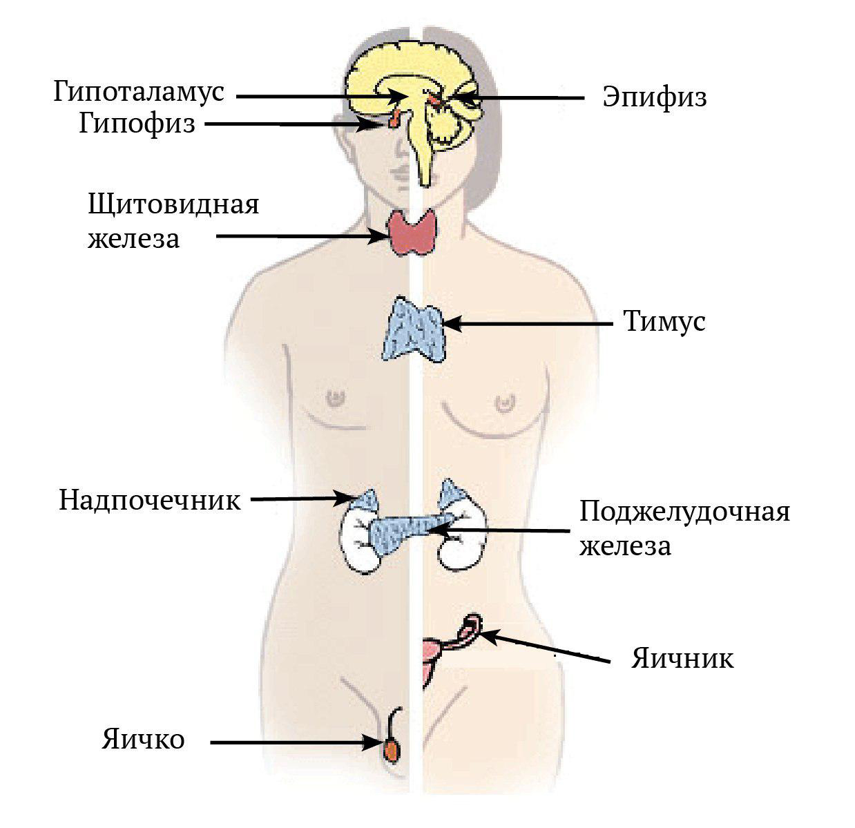 Эндокринная система железы внутренней секреции