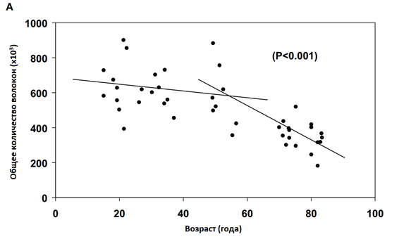 Соотношение между количеством ДЕ в латеральной широкой мышце бедра и возрастом