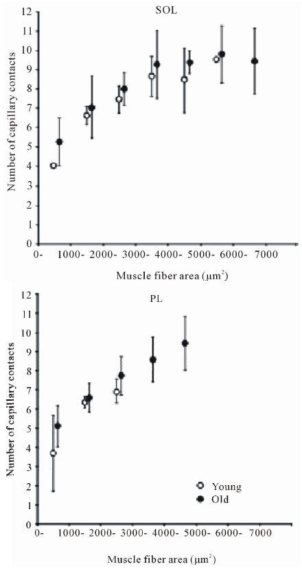 Соотношение между количеством капилляров вокруг мышечного волокна и площадью сечения мышечного волокна
