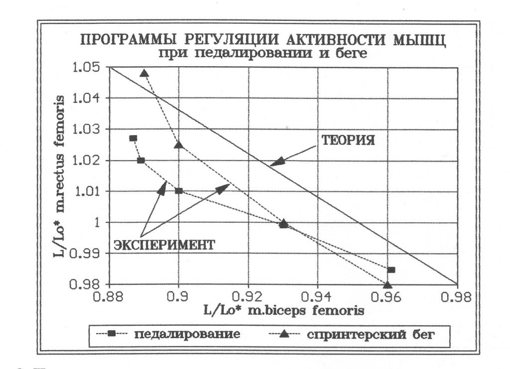 Программы регуляции активности мышц-антагонистов бедра при педалировании и беге
