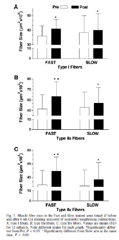Площадь поперечного сечения мыешчных волокон при тренировке в быстром и медленном темпе
