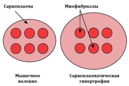Миниатюра для записи Саркоплазматическая гипертрофия мышц